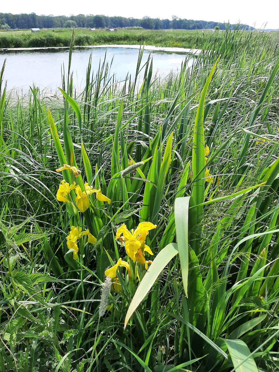 Yellow Iris by Pond