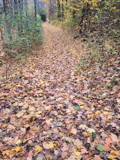 Autumn Forest Trail