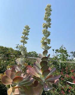 Flowering succulent with rosette leaves and tall blooms against a blue sky