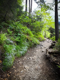 Forest Spring Trail