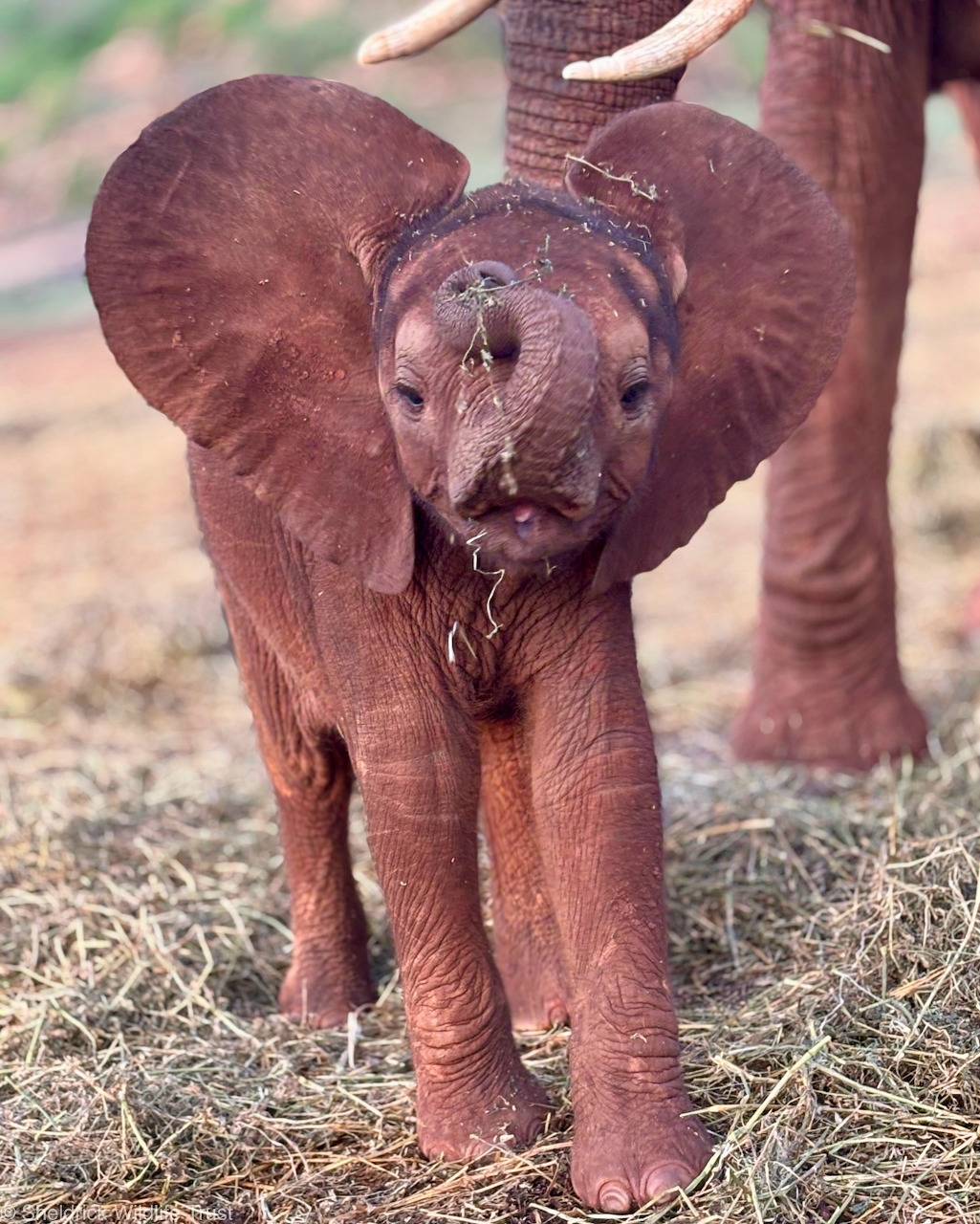 Baby elephant calf standing on dry grass with an adult elephant behind