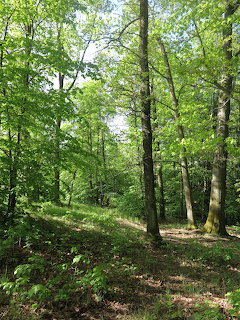 Sunlit Forest Path