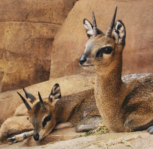 Two klipspringer antelopes with small horns resting on beige rocks