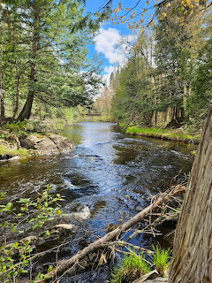 River flowing through green forest with evergreen and deciduous trees under blue sky with clouds