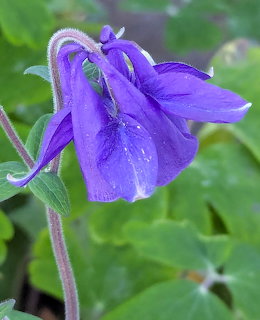 Close-up of a blue columbine flower against green foliage
