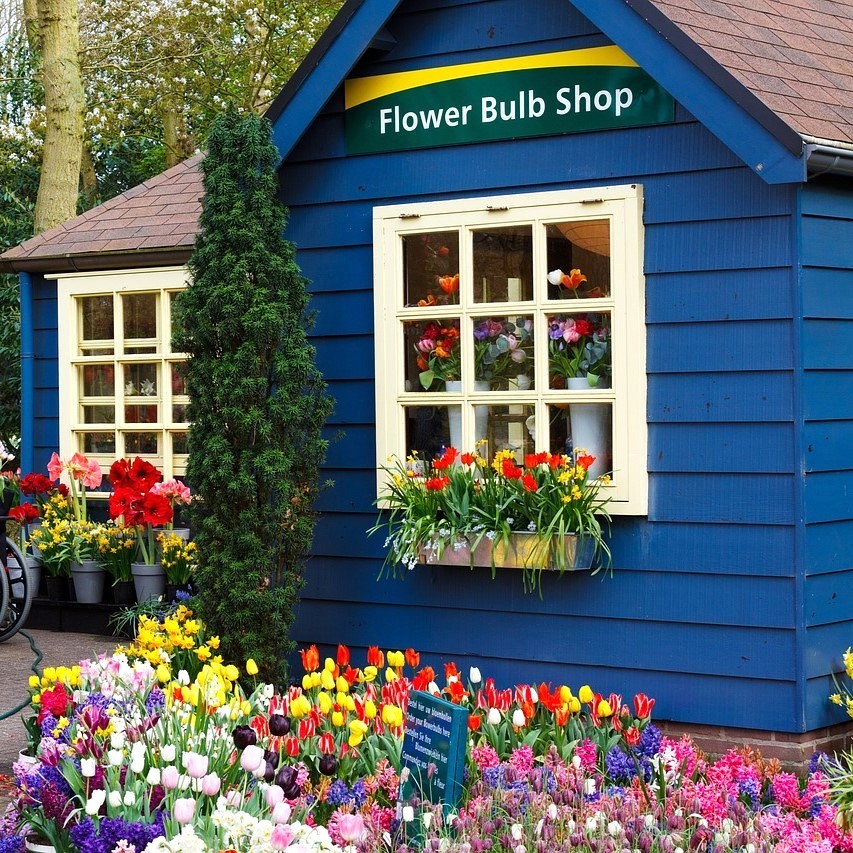 Blue cottage flower shop with colorful tulips and spring flowers in front garden