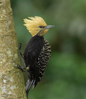Black-spotted bare-eye bird with yellow crest and black spotted plumage clinging to tree bark