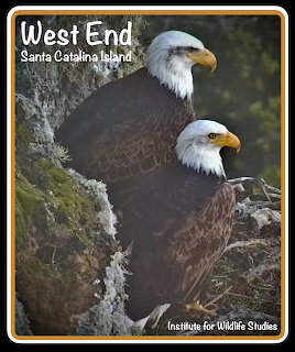Bald Eagle Pair Nesting