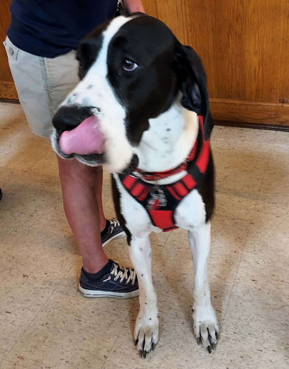 Black and white Great Dane in a red harness standing indoors with its tongue out beside a person