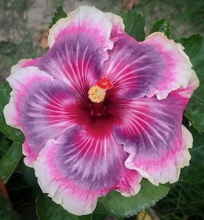 Pink and purple hibiscus flower with ruffled petals and yellow center against green foliage