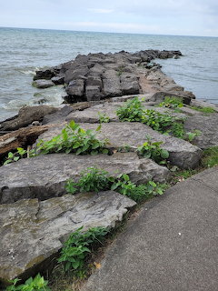 Flat rocks with patches of green plants jutting into calm water beneath a cloudy sky
