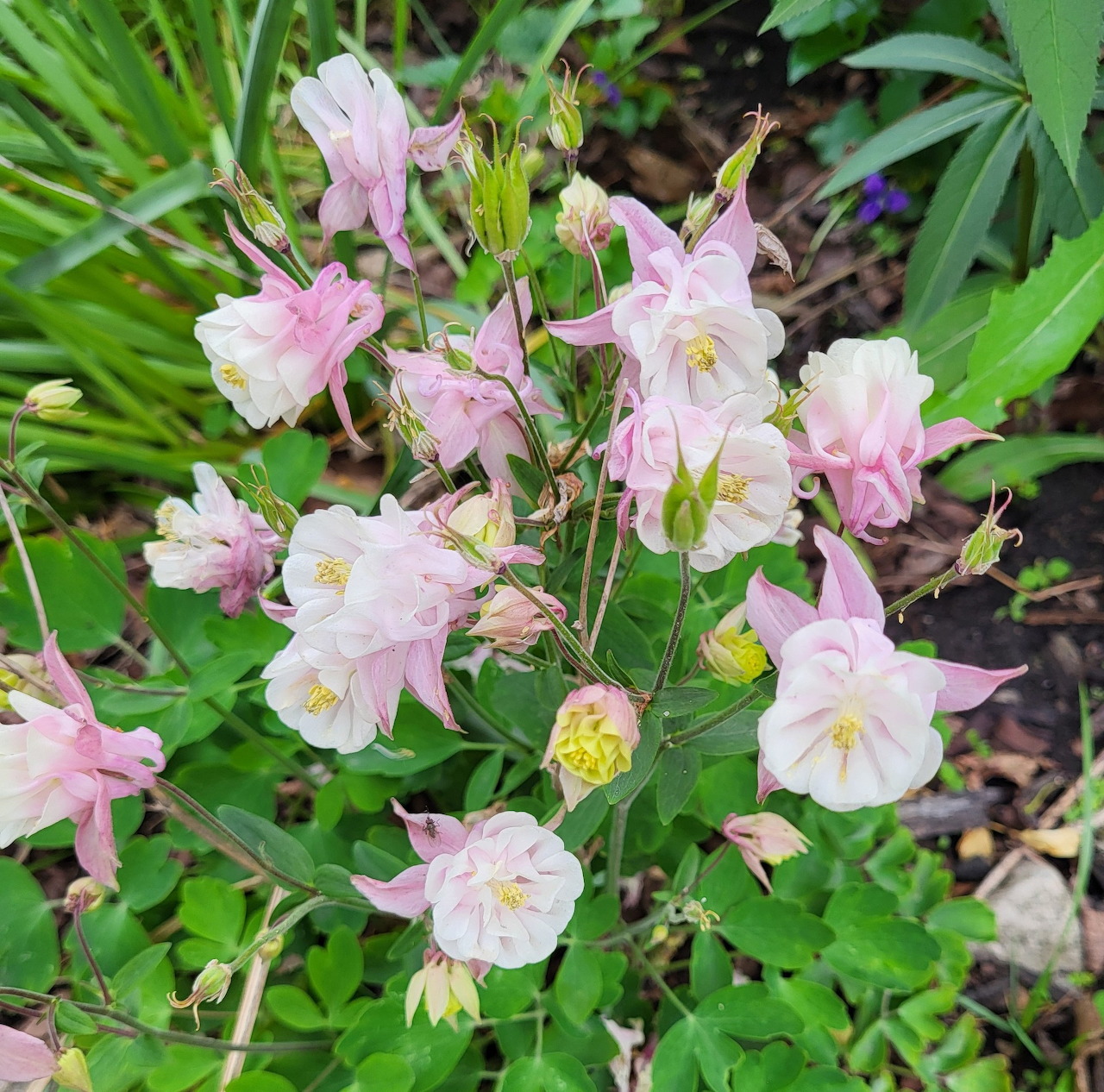Pink and cream columbine flowers growing among green leaves in a garden