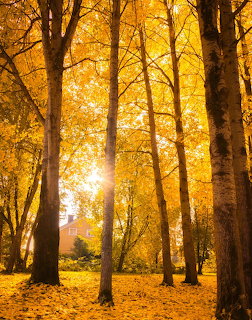 Tall trees with bright golden yellow autumn leaves and sunlight shining through the canopy in a park