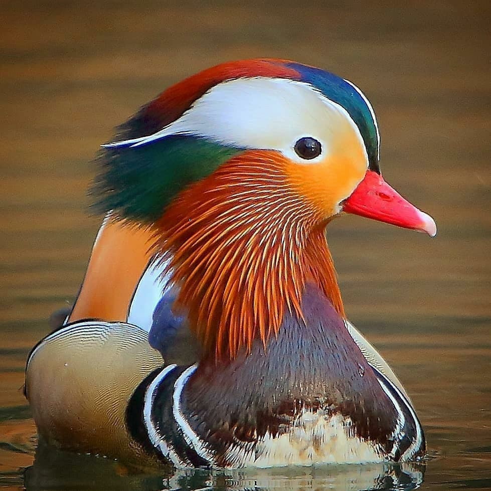 Close-up of a colorful mandarin duck floating on calm brown water