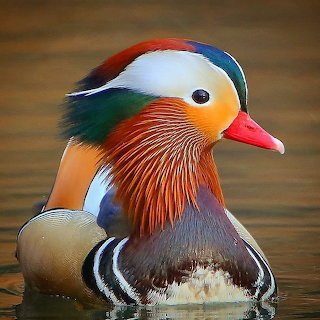 Mandarin Duck Portrait