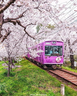 Purple train passing through a tunnel of pink cherry blossom trees on a railway track in spring