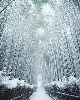 Snow-covered path through winter bamboo forest with frosted stalks creating natural tunnel