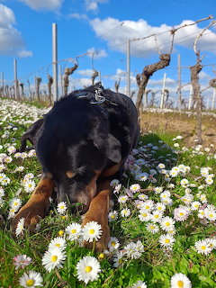 Black and tan dog with nose down in field of white daisies under blue sky