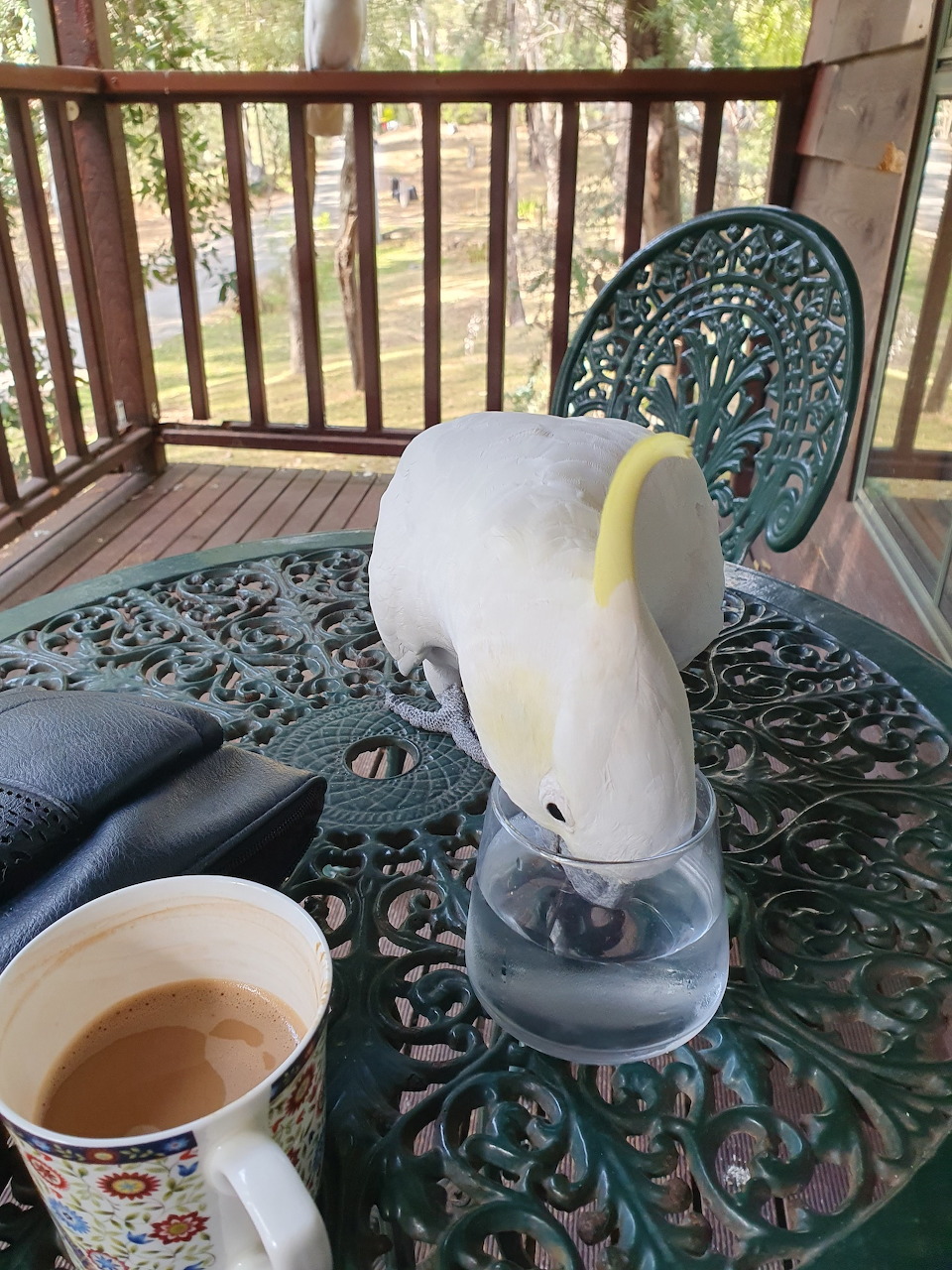 Sulphur-Crested Cockatoo Coffee Break