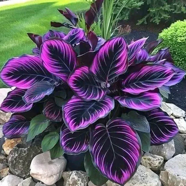 Purple striped Calathea plant with dramatic foliage in garden bed
