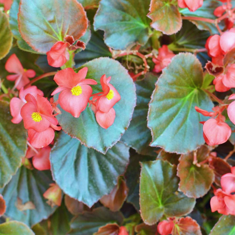 Wax begonia