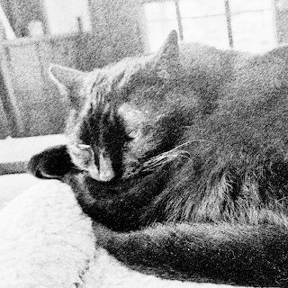 Black Cat Being Petted