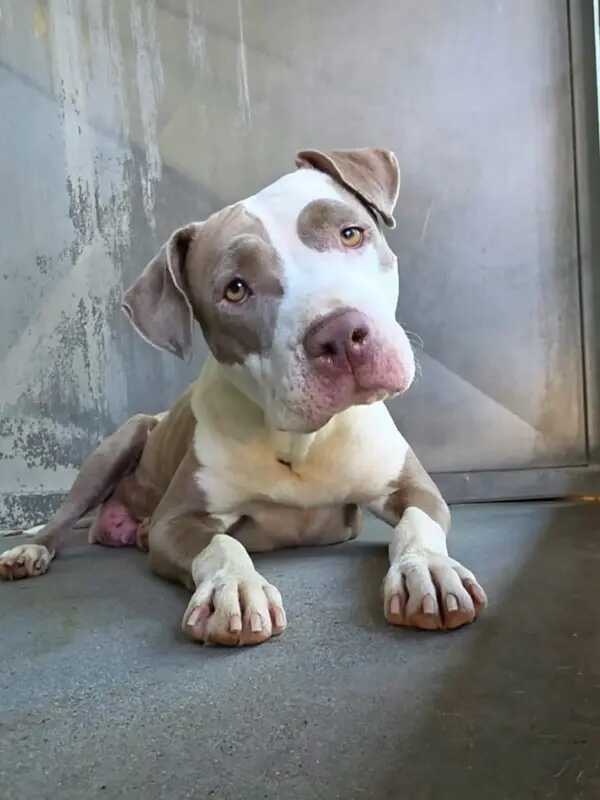 Tan and white puppy lying on a concrete floor with its head tilted toward the camera
