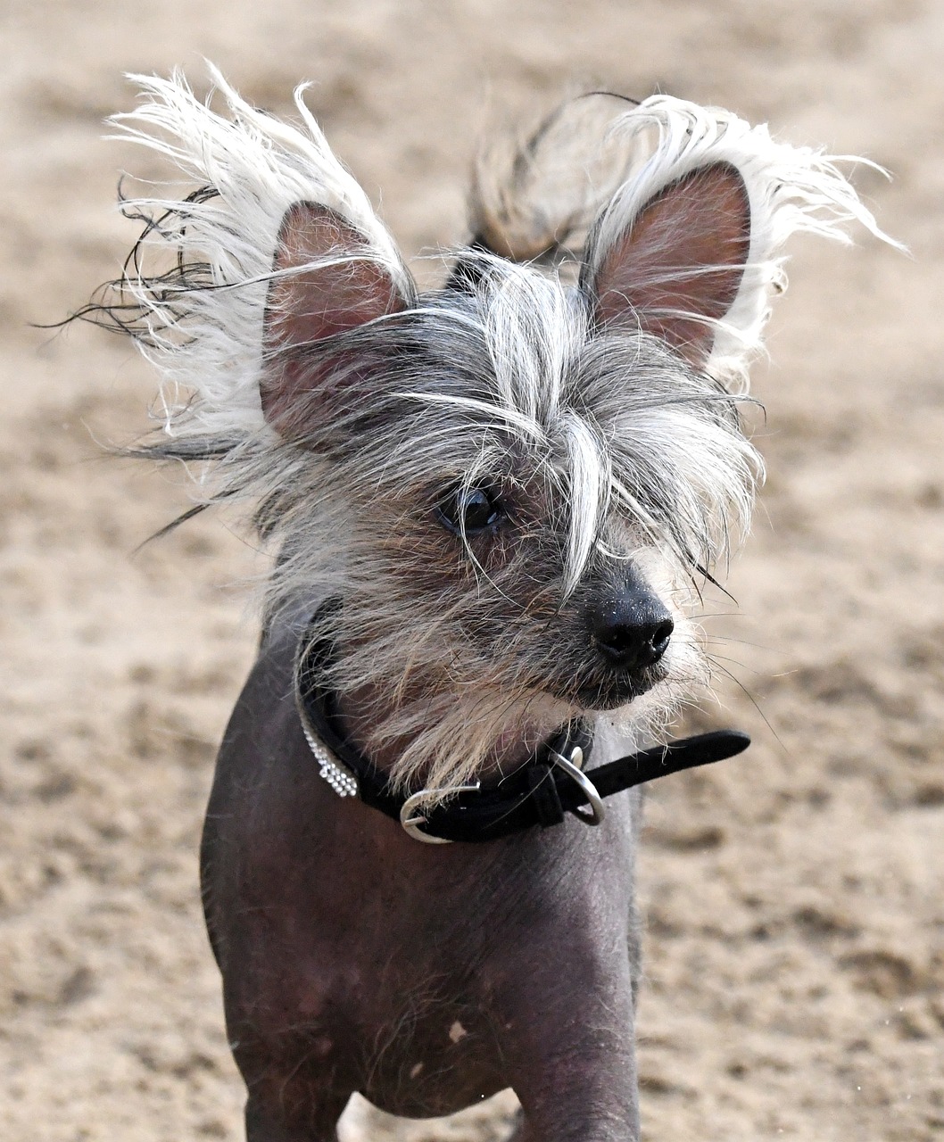 Chinese Crested dog with long wispy hair on head, standing on sandy ground