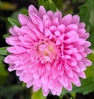 Close-up of a pink aster flower with multiple layered petals and green leaves in the background