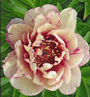Close-up of a pink and cream striped peony flower with ruffled petals and green foliage