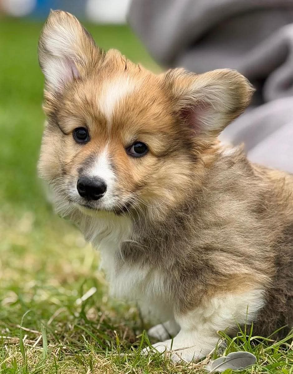 Corgi Pupy on Grass