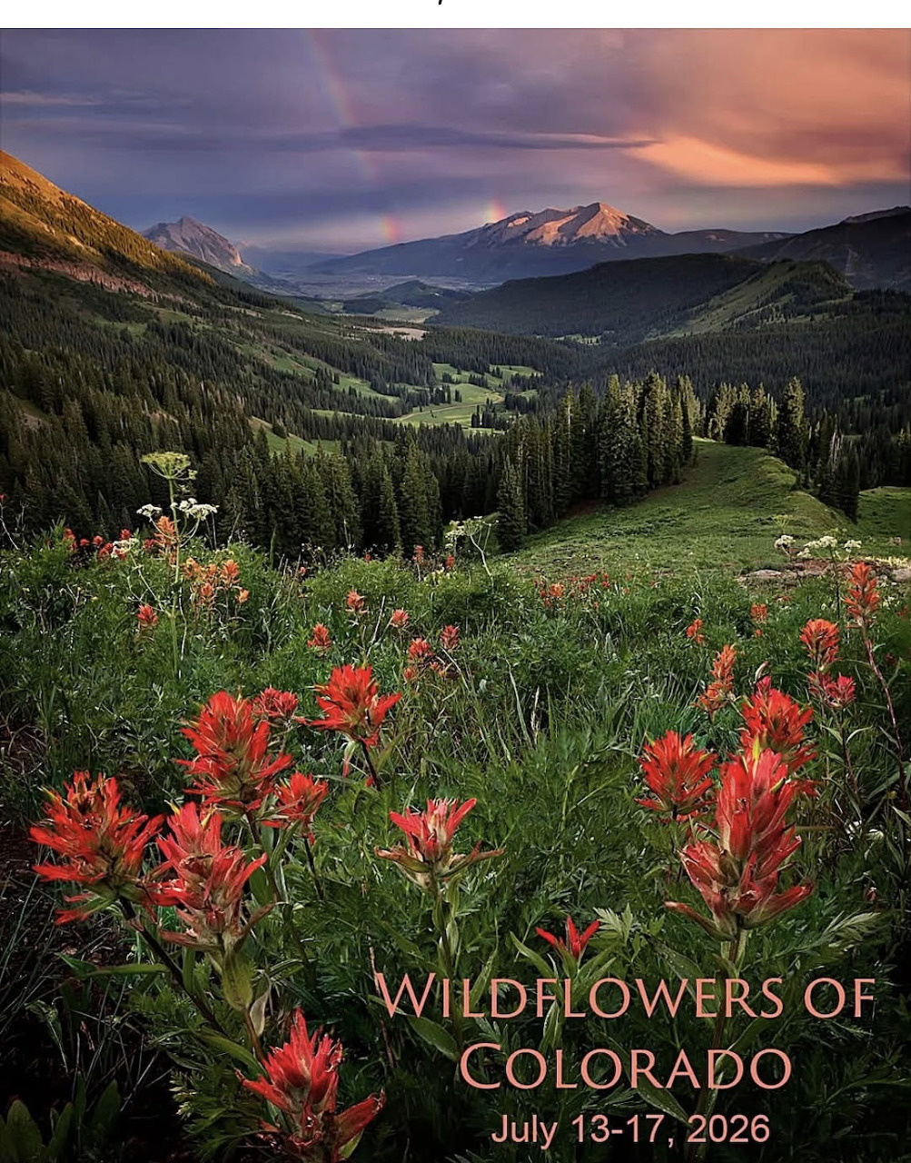 Red Indian paintbrush wildflowers in a Colorado mountain valley with dramatic clouds and snow-capped peaks