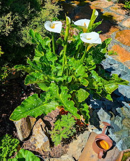 White calla lily flowers with green leaves in a sunny garden bed with rocks and orange decorative elements