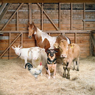 Farm Animals Portrait