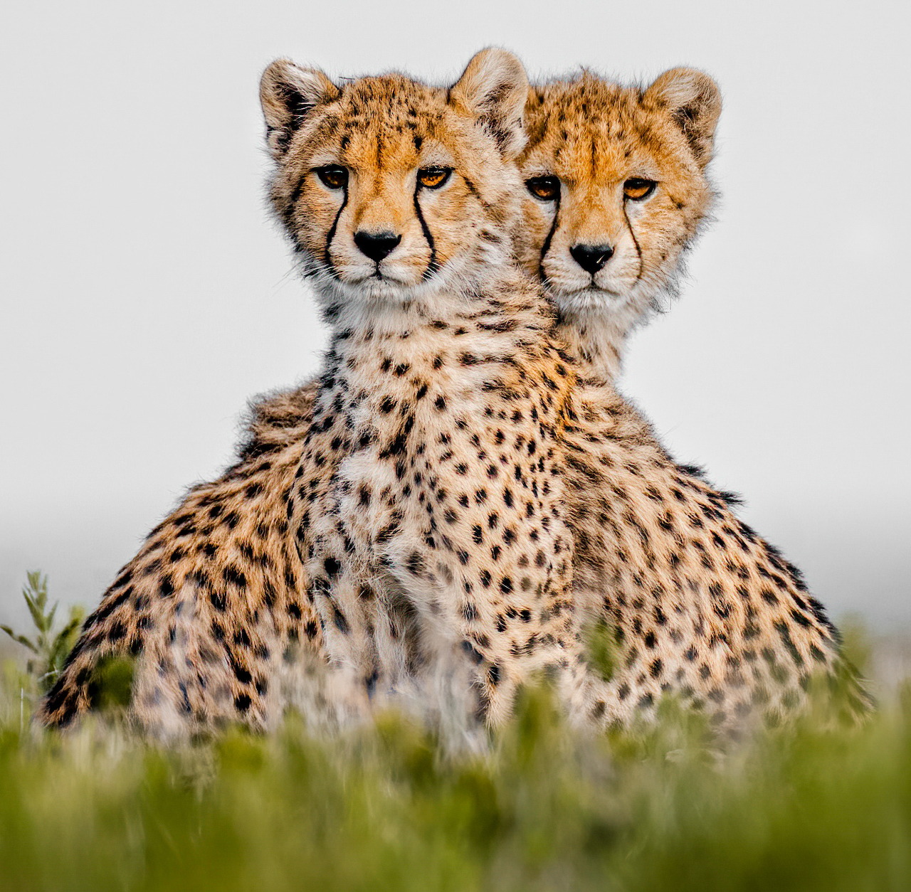Two cheetah cubs sitting close together in grass, facing forward