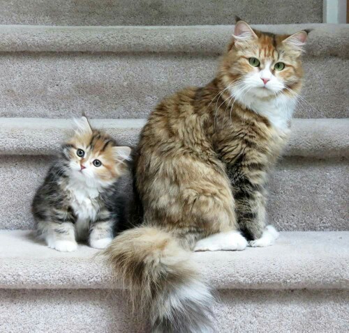 Two Fluffy Cats
