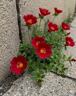 Red portulaca flowers with yellow centers growing between concrete slabs