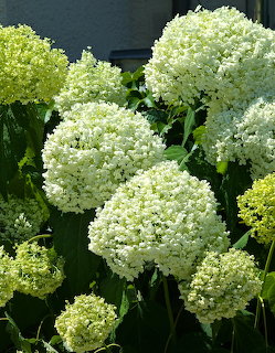 Close-up of large round white hydrangea flower clusters with green foliage in sunlight