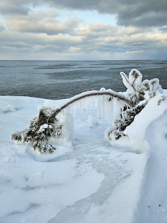 Snowy lakeshore with an ice-covered branch beside calm water under cloudy skies