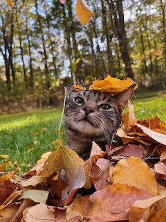 Cat in Autumn Leaves