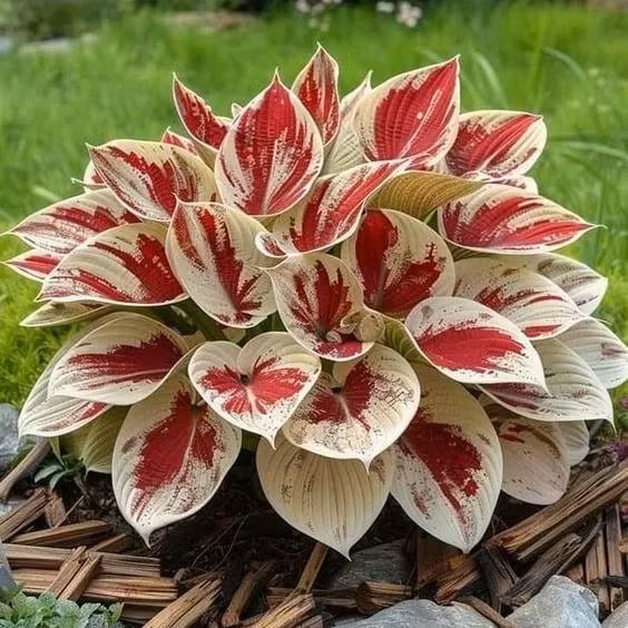 Close-up of a variegated hosta plant with red and cream leaves in garden mulch