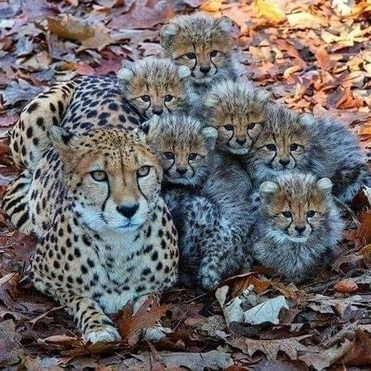 Cheetah with Cubs