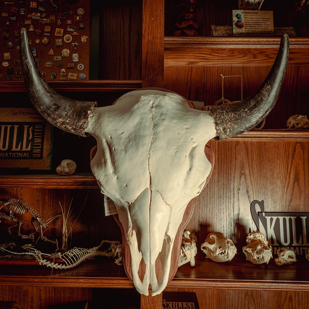 Large steer skull with horns in front of wooden shelves holding small skulls and bones
