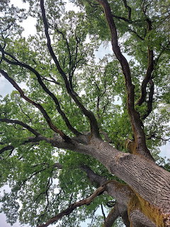 Upward view of a large oak tree with thick trunk and spreading branches covered in green leaves