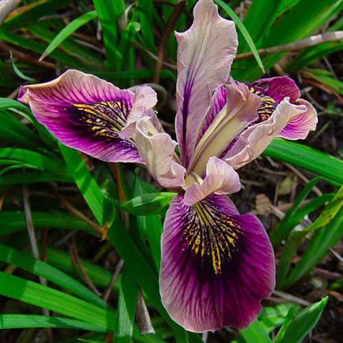 Summer Tall Bearded Iris