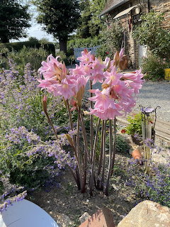 Pink Amaryllis Garden Bloms