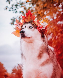 Siberian Husky with blue eyes wearing colorful autumn leaves as a crown in snowy setting