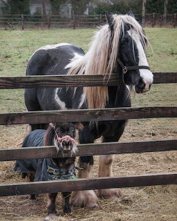 Little Bob & Molly Horse and Dog