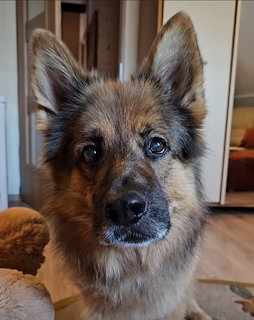 Wolfdog Puppy Portrait
