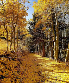 Sunlit dirt road through golden autumn aspen trees with blue sky